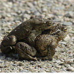 frogs-in-springtime.jpg